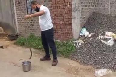 धरमपुरी: ग्राम बगवानिया में घर में घुसा कोबरा सांप, पकड़कर जंगल में सुरक्षित छोड़ा गया सांप