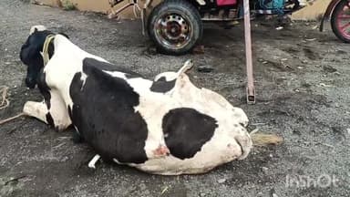 शिकारीपाड़ा: आज अहले सुबह शिकारीपाड़ा से पिकअप वाहन में लदा 7 गोवंश को शिकारीपाड़ा पुलिस ने किया बरामद लाया थाना।