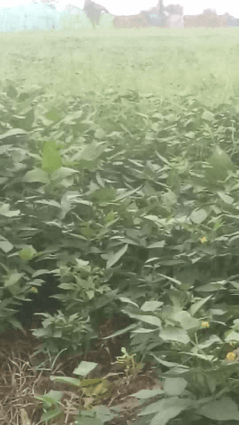 बड़ा मलेहरा: kheti kishan 🌿🌿🌱🌾@#fu we TV