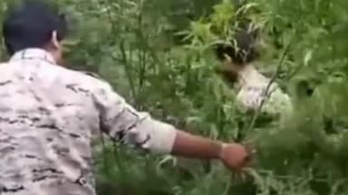 शिवपुरी नगर: अकाझिरी गांव में खेत में लहराती गांजे की फसल को रन्नौद पुलिस ने जप्त कर खेत मलिक पर NDPS एक्ट के तहत मामला दर्ज किया