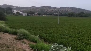 जहाज़पुर: जलकुंभी और गंदगी से अटा है जहाजपुर का भंवर कला तालाब ,1 माह बाद इसी तालाब में रामरेवाड़ीया करेंगी जलविहार ।