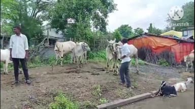 समुद्रपूर: जनावरांवरील लंपीसदृश आजावर आळा घालण्यासाठी मोहगांव येथे लसीकरण मोहीम