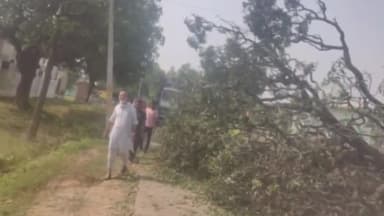 रामनगर: त्रिलोकपुर सिहाली मार्ग पर स्थित गैस एजेंसी के निकट मार्ग पर गिरा आम का विशालकाय पेड़, आवागमन हुआ अवरुद्ध