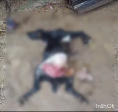 बाह: मनसुख पुरा थाने के चम्बल के बीहड़ में जंगली जानवर की दहशत, कई जानवरों को बन चुका है अपना निवाला