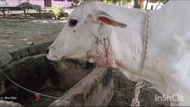 बाह: मनसुख पुरा थाना क्षेत्र के चंबल के जंगल में जंगली जानवर की दहशत, वन कर्मियों ने जंगल में किया गश्त