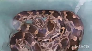 लाडपुरा: किशोरपुरा में देर रात मोजी बाबा की गुफा के निकट चाय की कैंटीन में घुसा अजगर सांप, स्नेक कैचर ने अजगर का किया रेस्क्यू