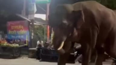 हरिद्वार: जगजीतपुर शिवडेल स्कूल के पास बीती देर रात आया हाथियों का झुंड, सोशल मीडिया पर वायरल हुआ वीडियो