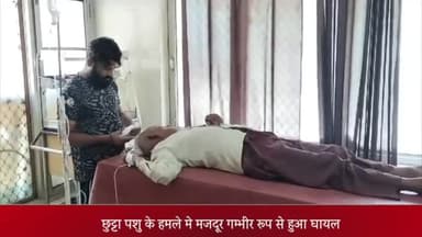 पीलीभीत: ग्राम रूपपुर कृपा में छुट्टा पशु के हमले से मज़दूर गंभीर रूप से हुआ घायल, उपचार के लिए मेडिकल कॉलेज में भर्ती कराया गया