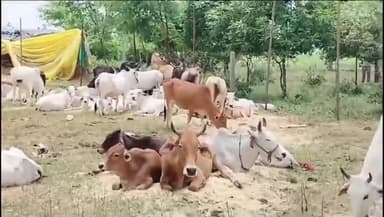 धार: लाबरिया गौशाला पर संत व गौ भक्तो का सम्मेलन हुआ संपन्न