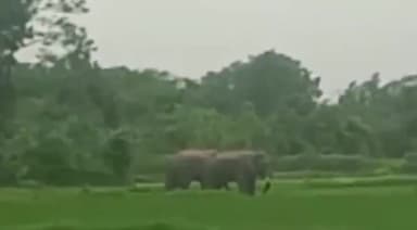 राजिम: सभी हाथी पैरी नदी पार कर गए धमतरी जिले में पांडुका वन परिक्षेत्र के लोगों को राहत मिली राहत।