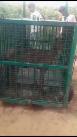 बाह: मनसुख पुरा क्षेत्र में जंगली जानवर की दहशत से ग्रामीण परेशान, ग्रामीणों से बात कर फॉरेस्ट वार्डन ने लगाया पिंजरा