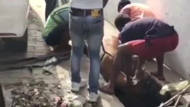 प्रयागराज: कीडगंज संत निरंकारी के पास नाले में गिरी गाय, नगर निगम के कर्मचारियों व स्थानीय लोगों ने मिलकर गाय को सकुशल निकाला बाहर