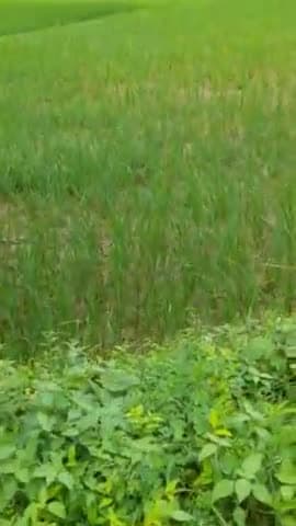 अपेक्षित बारिश न होने से  किसान  हुए  मायूस,