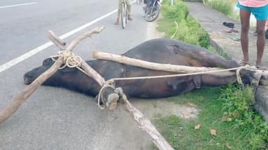 इकौना: पटहरिहा पुल के पास अज्ञात वाहन ने भैंस को मारी टक्कर, मौके पर ही भैंस की हुई मौत