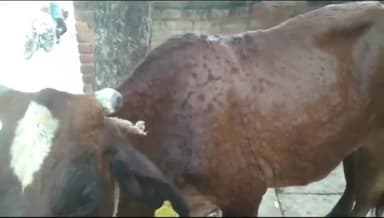 करछना: पचदेवरा गांव में कई गायों में दिखा लंपी रोग का लक्षण, ग्रामीणों ने उचित इलाज करने की उठाई मांग