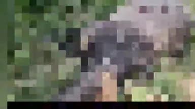 बिसौली: मदनजुडी गांव के जंगल में अज्ञात लोगों ने सांड को मारी गोली सांड़ की हुई मौत अज्ञात लोगों के खिलाफ प्राथमिक की हुई दर्ज