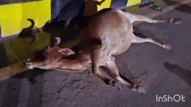 जगदलपुर: जगदलपुर पॉलिटेक्निक कॉलेज के पास अज्ञात वाहन ने गोवंशों को मारी ठोकर,1 की मौत,1 घायल