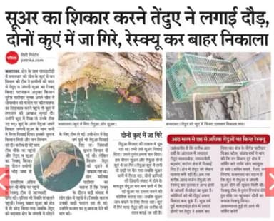 #कसरावद... 
सुअर का शिकार करने तेन्दुए ने लगाई छलाँग
दोनों कुये मे जा गिरे