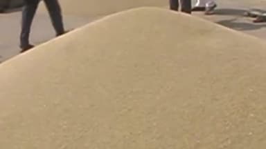 रेवाड़ी: रेवाड़ी मंडी में पहुंचने लगा बाजरा, लेकिन MSP पर खरीद नहीं होने से किसानों को हो रहा नुकसान