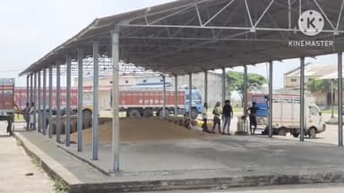 सुसनेर: कृषि उपज मंडी सुसनेर में ₹5210 प्रति क्विंटल के भाव से बिकी रायड़े की फसल, 200 बोरी उपज की हुई आवक