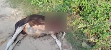 बिजनौर: गांव फतेहपुर के जंगल मे गुलदार ने गौवंश को बनाया निवाला,ग्रामीणो मे दहशत का माहौल।