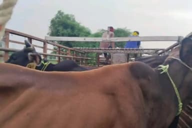 जलेसर: संदिग्ध वाहन में गोवंश जाने की सूचना पर हिन्दू एकता समूह के कार्यकर्ताओं ने जिनावली के पास वाहन रोका.