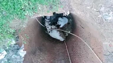 पिंड्रा: कमौली गांव में कुएं में गिरा सांड,फायर ब्रिगेड के जवानों ने कड़ी मशक्कत कर बाहर निकाला