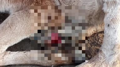 होशंगाबाद नगर: ग्राम जासलपुर में मवेशियों में फैल रही खतरनाक बीमारी , प्रशासन नहीं दे रहा ध्यान