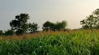 चित्तौड़गढ़: जिले में अगस्त महीना सुख ही बीता, कृषि विभाग ने प्रारंभिक रिपोर्ट में एक चौथाई फसली खराबे का लगाया अनुमान