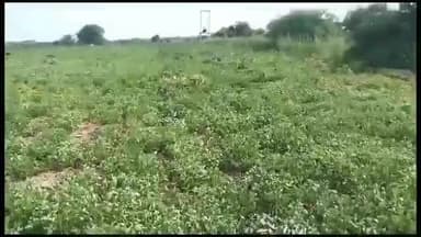 छोटीसादड़ी: बंबोरी में लंबे अंतराल से बारिश नहीं होने से सूखाग्रस्त हुई फसलों में से सर्वाधिक खराब हुईं