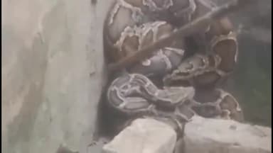 महसी: ललुही में घर के अंदर घुसा विशालकाय अजगर सांप, मौके पर पहुंची वन विभाग की टीम ने किया रेस्क्यू