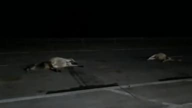 होशंगाबाद नगर: शहर के मालाखेड़ी रोड स्थित फोरलेन मार्ग पर अज्ञात वाहन ने 3 गोवंश को मारी टक्कर, मौके पर तीनों गोवंश की हुई मौत