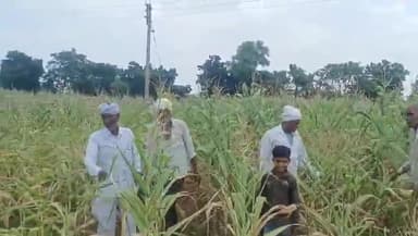 भगवानपुरा: बारिश नहीं होने से नागझिरी क्षेत्र में फसलें लगी सुखने, किसानों को सताने लगी फसल नुकसानी की चिंता