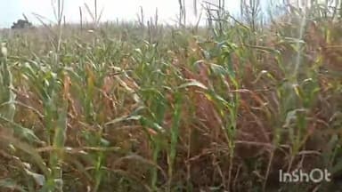 आठनेर: मांडवी एवं गुनखेड़ में बारिश नहीं होने से सूख रही मक्का व सोयाबीन की फसल, किसानों ने कलेक्टर से सर्वे कराने की मांग की