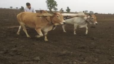 కొండపి: మండలంలో కురిసిన వర్షాలకు  పొలాల్లో నిమగ్నమైన రైతులు