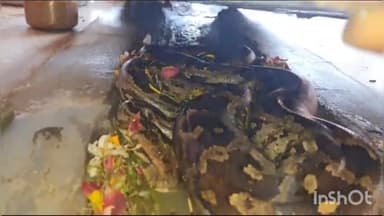 लाडपुरा: भीतरिया कुंड मंदिर परिसर में आया 7 फ़ीट लंबा अजगर सांप पुजारी व भक्त आये दहशत में स्नेक केचर ने किया रेस्कयू