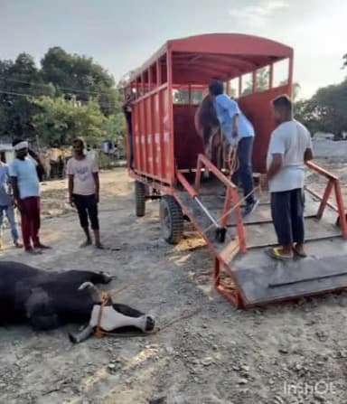 करनैलगंज: जिलाधिकारी के निर्देश पर निराश्रित गोवंशों को पकड़ने का चला अभियान, कर्नलगंज क्रासिंग व आसपास की जगहों पर पशुओं को पकड़ा