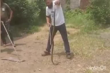 धरमपुरी: चिक्टयावड धानी ग्राम पंचायत कार्यालय में घुसा घोड़ा पछाड़ सांप, उपसरपंच ने पकड़कर जंगल में छोड़ा सांप