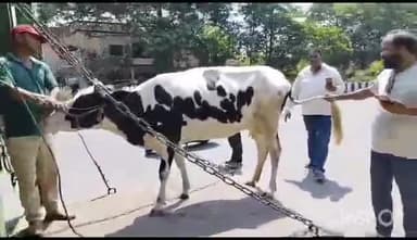 बरेली: डिप्टी सीएम बृजेश पाठक के बरेली आने से पहले नगर निगम की टीम ने एयरपोर्ट के पास से जानवरों को पकड़ा