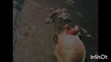 झांसी हाइवे पर दोर गांव में शराब के नशे में बाइक चला रहे युवक ने बछड़े को मारी टक्कर, मौके पर हुई बछड़े की मौत।