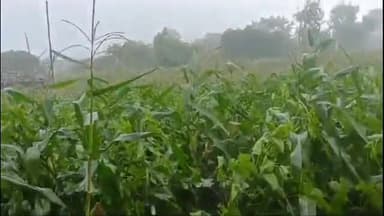 पिपलोदा: पिपलोदा तहसील अंतर्गत गांव सुखेड़ा मेंउमस, गर्मी व बारिश में रहा बुधवार का दिन बारिश होने से किसानों के चेहरे पर आए खुशी