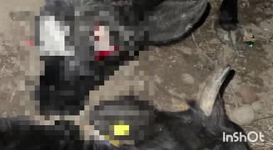 ईसागढ़: शिवपुरी पब्लिक स्कूल के पास तेज रफ्तार लोडिंग वाहन ने सड़क पर जा रही भैंसों को मारी टक्कर