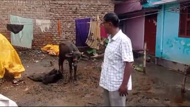 आरा: दूध उत्पादक किसानों का जीवन नारकीय, सरकार अनुदान व बाजार उपलब्ध कराए: भाकपा माले नेता क्यामुद्दीन अंबार