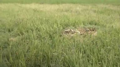 मड़ियाहू: मडियाहू थाना क्षेत्र के बुजुर्गा के जौगीपुर में बीती रात खेत में लगे इंजन को उठा ले गए चोर।