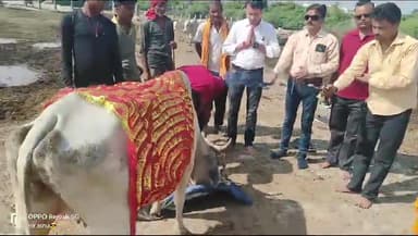 गौ रक्षा समिति के द्वारा जन्माष्टमी के शुभ अवसर पर ग्राम पंचायत तिंदवारा में संचालित गौशाला में गो पूजन करके  गुड़ खिलाक