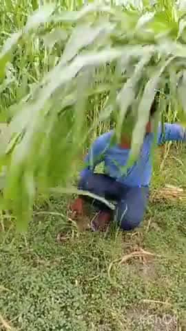 सोनीपत: जिले में प्राकृतिक खेती को बढ़ावा देने के लिए प्रदेश सरकार उठा रही अहम कदम:  जिला उपायुक्त