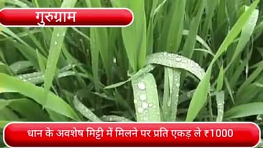 फर्रुखनगर: धान के अवशेष मिट्टी में मिलाने पर गुरुग्राम के किसानों को प्रति एकड़ ₹1000 मिलेंगे : उपायुक्त