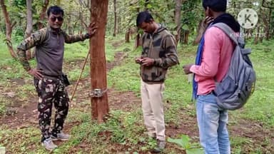 समुद्रपूर: ताडगाव परिसरातील वाघाला जेरबंद करण्यासाठी कर्मचाऱ्यांचे पथक मागावर,वनमंत्र्यांनी आमदार कुणावार कडून घेतला आढावा,