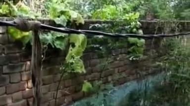 रेवाड़ी: मीरपुर गांव में करंट लगने से सांड की हुई मौत, स्थानीय निवासी ने बिजली निगम पर लगाया लापरवाही का आरोप