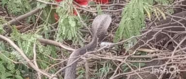 एत्मादपुर: मेहताब बाग स्थित रेस्टोरेंट में निकला सांप, नहीं पहुंची रेस्क्यू टीम